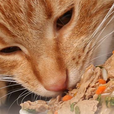 An orange cat eating mixed food