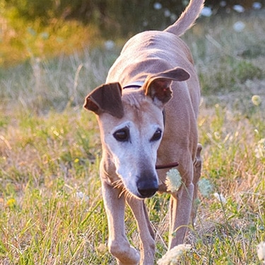 Skinny dog walking outdoors