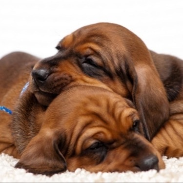 Two puppies lying in a pile.