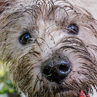 Dog lying on its owner's legs
