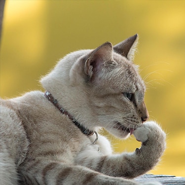 Gray cat grooming itself