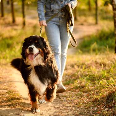 Woman takes leisurely stroll through forest, walking her Bernese Mountain Dog, who is tied to leash for safety, at sunset. Professional dog walking, pet care concept.