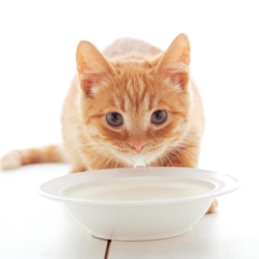 Kitten drinking milk from a bowl.