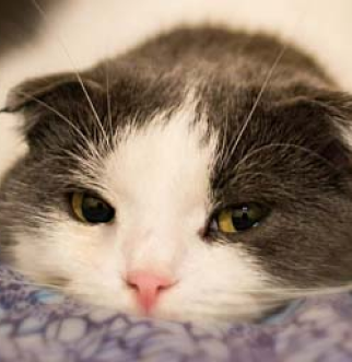 black white cat flopping on floor