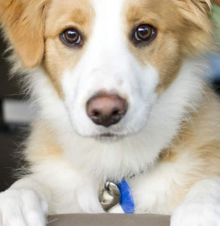 Border Collie puppy in back of- ar