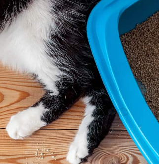 Cat laying next to litter tray