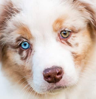close up Australian Shepherd puppy with different colored eyes