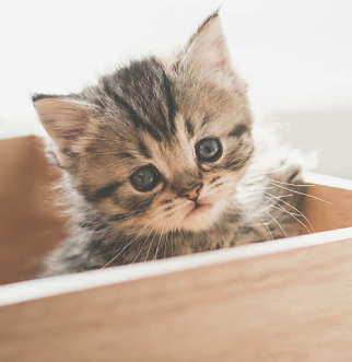 cute kitten playing in wooden box