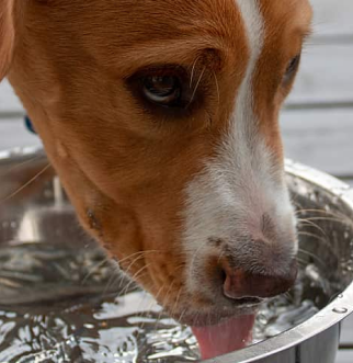 Dog drinking out of bowl on deck