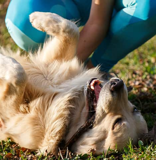 Golden Retriever gets belly scratched outdoors