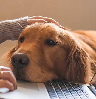 Golden Retriever with head on laptop