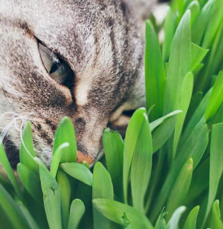 gray cat sniffing indoor plant