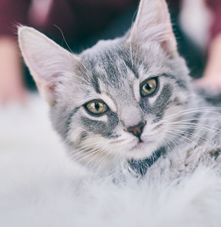 Gray cat laying down