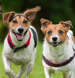 multiple dogs running on the grass