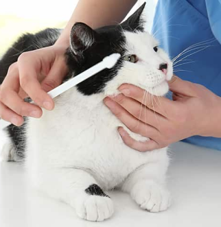 Veterinarian holding pet toothbrush for cat