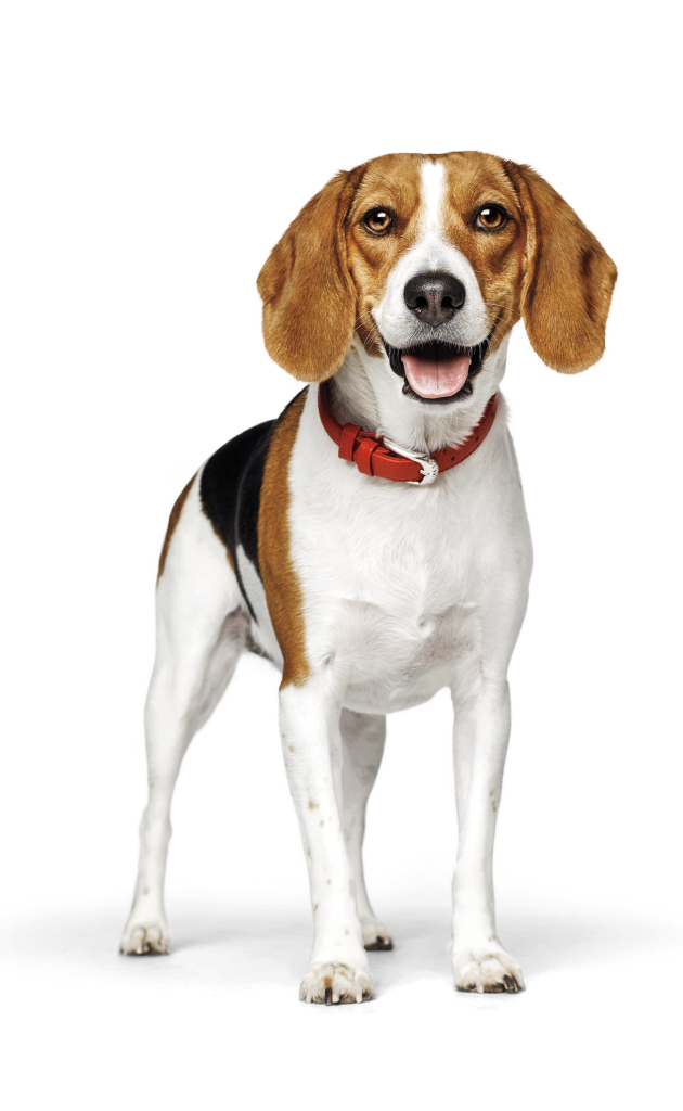 Dog eating out of food bowl