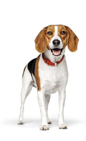 Dog eating out of food bowl